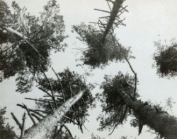 alexander-rodchenko-pine-trees-web.jpg